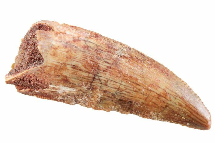 Serrated Raptor Tooth - Real Dinosaur Tooth #364820